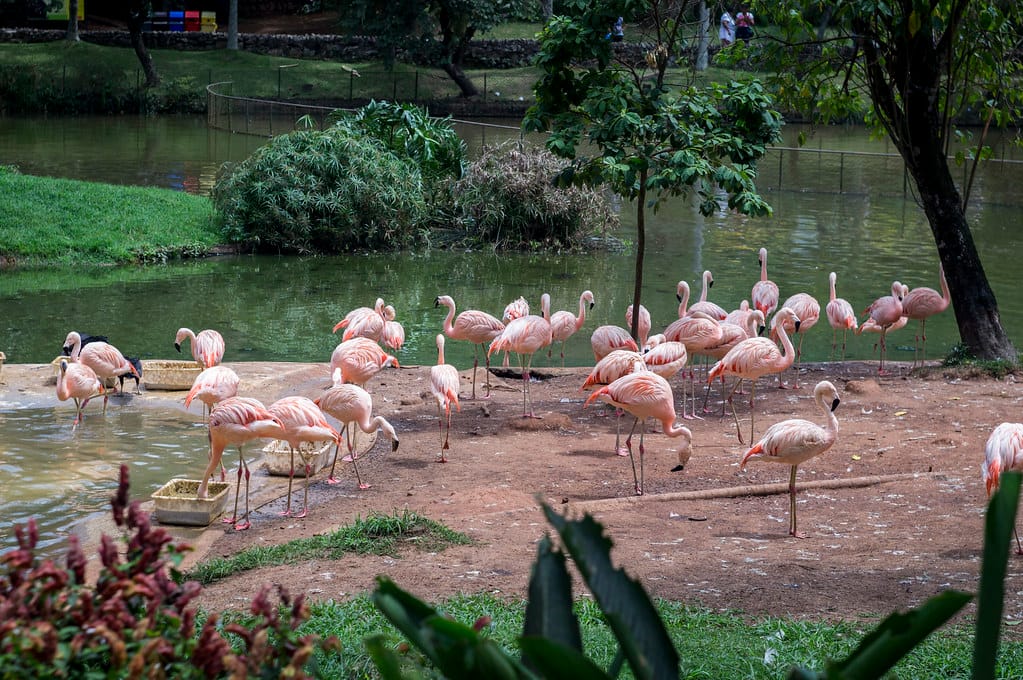 zoologico de-sao-paulo